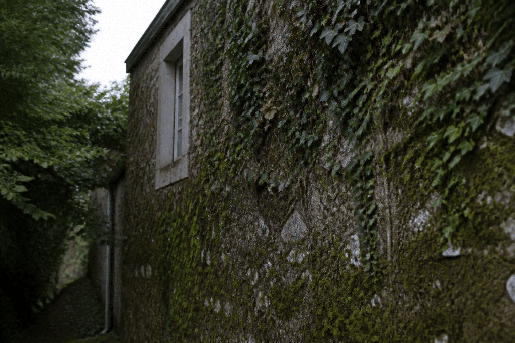 Facade nord avec mousse et lierre grimpant vert.