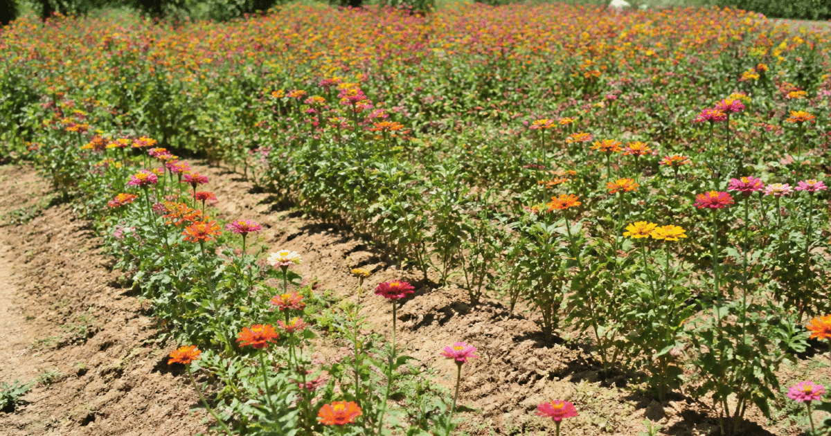 Fleurs colorees poussant en rangees sous soleil intense sans irrigation