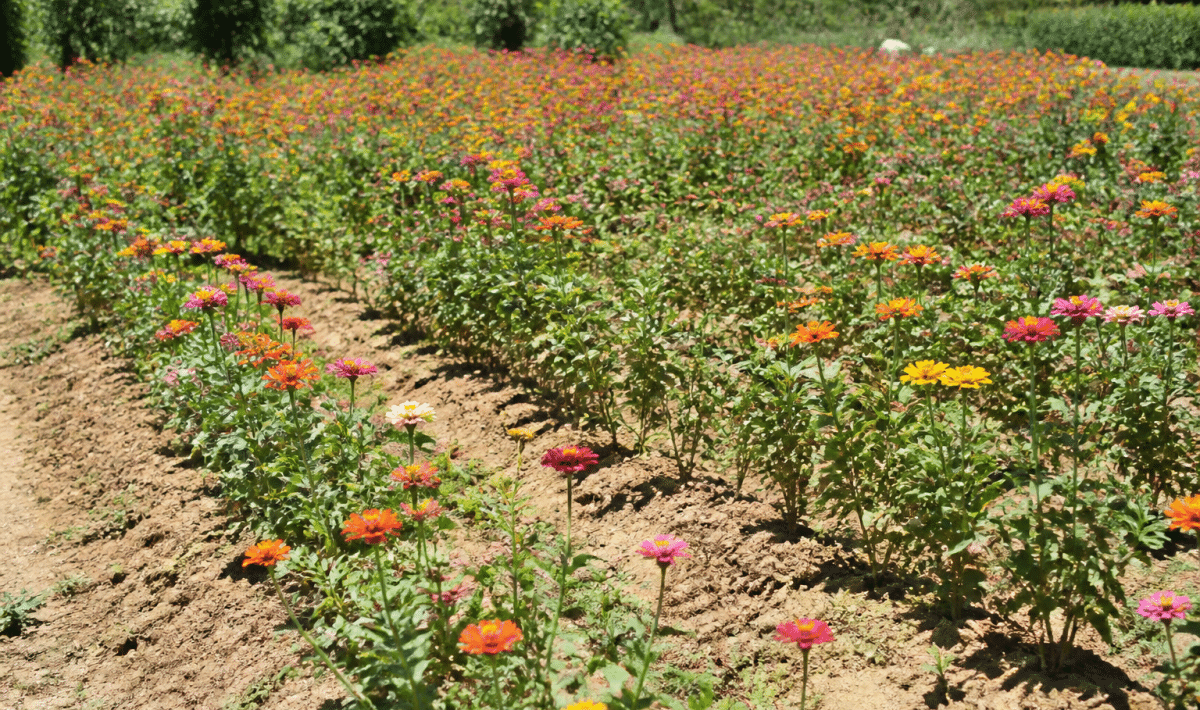 Fleurs colorees poussant en rangees sous soleil intense sans irrigation