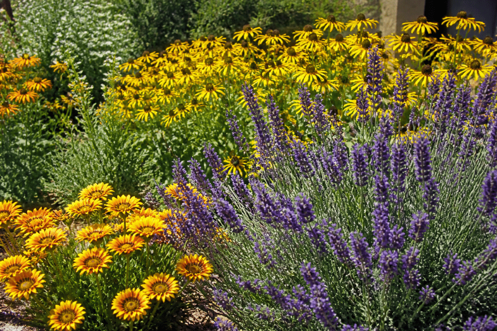 Massifs fleuris en plein soleil avec lavande, rudbeckia et gazania colorés