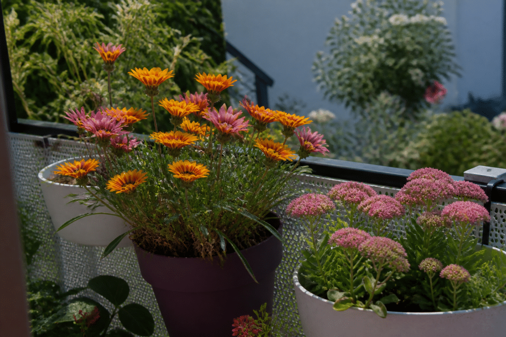 Pots de fleurs colorés avec gazania et sedum sur balcon ensoleillé