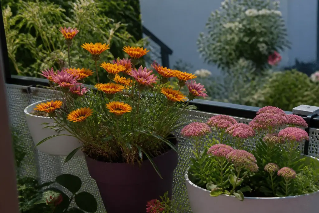 Pots de fleurs colorés avec gazania et sedum sur balcon ensoleillé