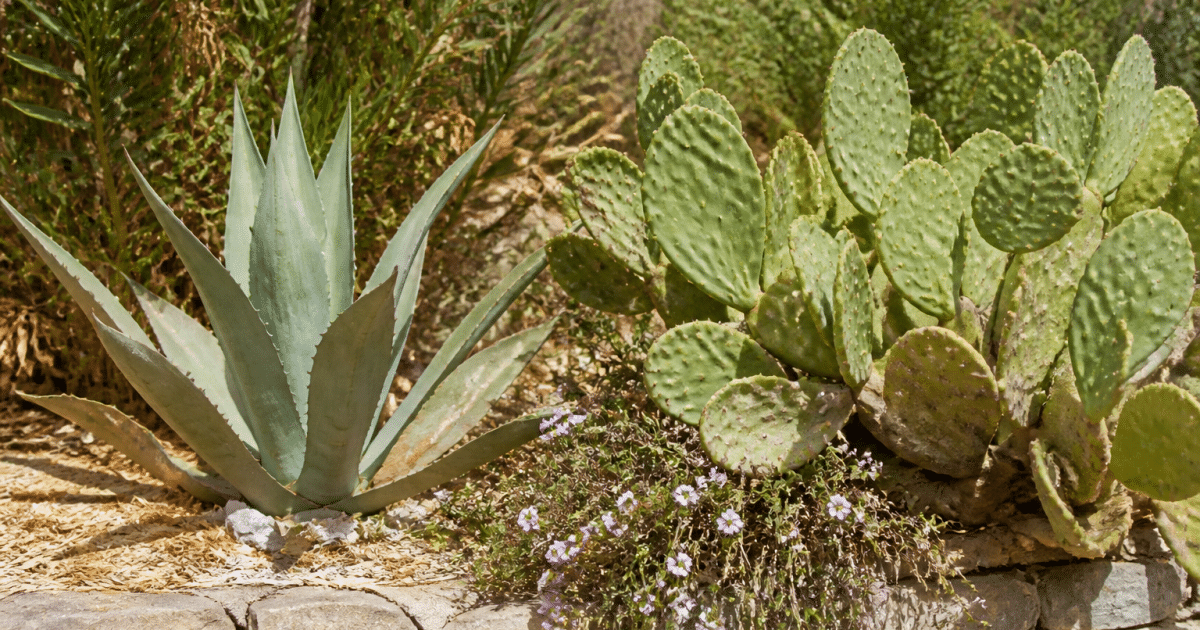 Plantes résistantes à la sécheresse exposées directement au soleil intense