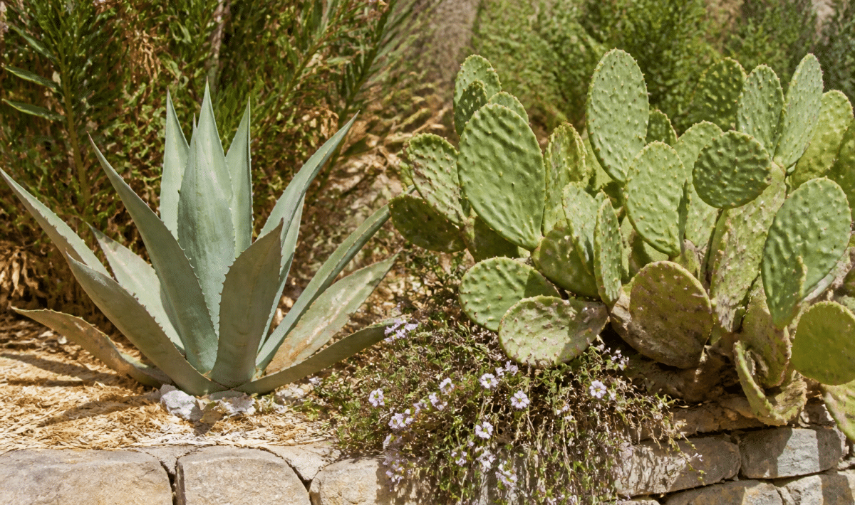 Plantes résistantes à la sécheresse exposées directement au soleil intense