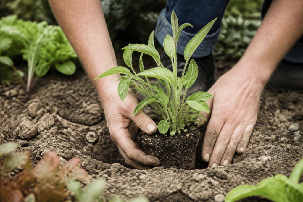 Mains plantant vivace dans terreau sableux bien drainé
